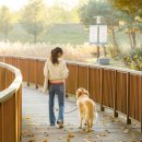 당구풍월 이미지