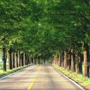 국도24호선가로수 이미지