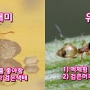 개미 - 관악구 쑥고개로 29 | 개미