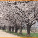 전주 군산간 벚꽃축제 이미지