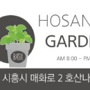 호산나꽃다육