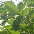 무등산 농원 이미지