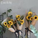 수피오레 이미지