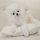 해시도그 이미지