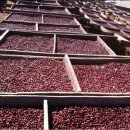 카페 콩가 이미지