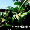 우묵사스레피나무 이미지