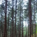 치악산둘레길 11코스 한가터길 이미지