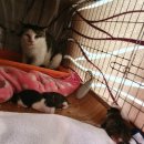 형제그린 이미지