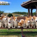 8코기네 이미지