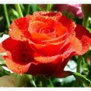 사랑해요 당신 이미지