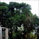 광령귤나무 이미지