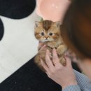 울산 고양이분양 미유펫 이미지