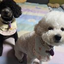 견이로운수제간식 | 차차멍 수제간식 체험 후기 | 광주광역시 광산구 신가동 강아지 수제간식 리얼 후기