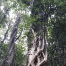 곶자왈거문오름 이미지