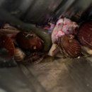 궁평항해오름수산시장 이미지