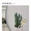 드보리유