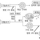 t세포와 t림프구의 관계 이미지