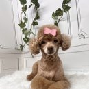 엔젤라독 | 대구애견미용 우리 강아지의 행복 천국, 엔젤라독 후기