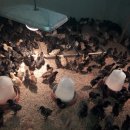 새싹3호농장 이미지