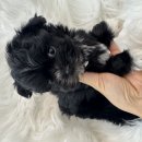 베베멍 강아지고양이분양 시흥본점 이미지