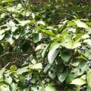 가창초등학교 이미지