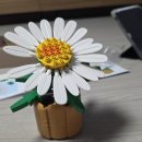 818 BLOOM 드디어 오픈! 아끼다 만든 너무 예쁜 데이지 블록 후기