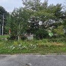국립농산물품질관리원홍천사무소 | [평창 조경 관리] 국립농산물품질관리원 위험수목 제거 및 관목 전정·예초 작업 일지 (아보리스트 전문...