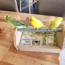 설봉어린이집 | 용인실내놀이터 리프패럿 용인점, 아이와 함께한 이색 동물카페 체험 후기!