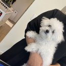 The 사랑할 개 이미지