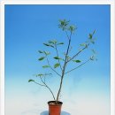 천제연 담팔수나무 이미지