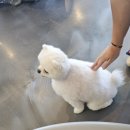 마이몽몽 이미지