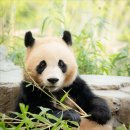 죽순 먹으려다 코 찔린 러바오ㅋㅋㅋ 이미지