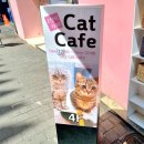 스카이캣명동2호점 이미지