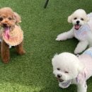 멍뭉 멍뭉 이미지