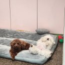 털찐댕댕이 이미지