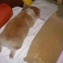 팡팡 이미지