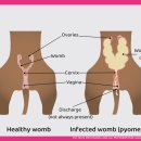 닥터펫 동물의료센터 이미지