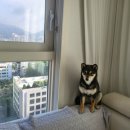 견생일기 이미지