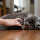 블랙바인파트너스 | 고양이 배 만지면 화내는 이유? 우리집 고양이도 달라졌어요