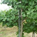 은행농장 이미지