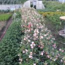 의구농장 이미지