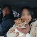 서창사랑동물병원 미용실 | 모카 미용 다녀온 날, 안양 애견미용 댕며들개 안양동 애견미용실 후기