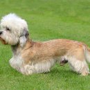 댄디농장 이미지