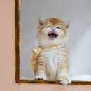 강남 고양이 분양 냥블리 | 강남고양이분양냥블리 귀엽고 예쁜고양이 먼치킨 골드브리티쉬 랙돌 아깽이 분양