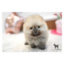 댕댕이 애견샵 이미지