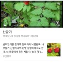 [영월] 선사녀의 히어리 캠핑장 방문후기