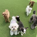 멍크라운 이미지