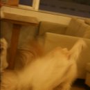 바우와우 하우스 이미지