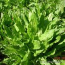 소렐(Sorrel) 이미지