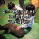신화 | 제주 실내동물원 추천 모모쥬 동물원 제주신화월드점 카피바라 후기
